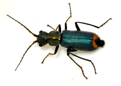Clanoptilus-elegans-01-fws