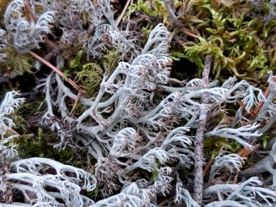 Cladonia rangiferina 107994701