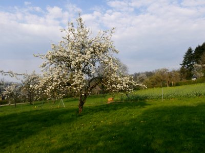 Clapps Liebling Birne Freilichtmuseum Roscheider Hof Ganzer Baum H9