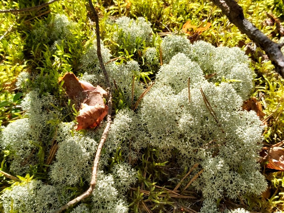 Cladonia stellaris 107998329