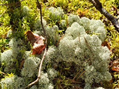 Cladonia stellaris 107998329