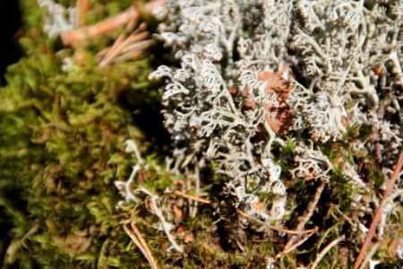 Cladonia rangiferina 115193106