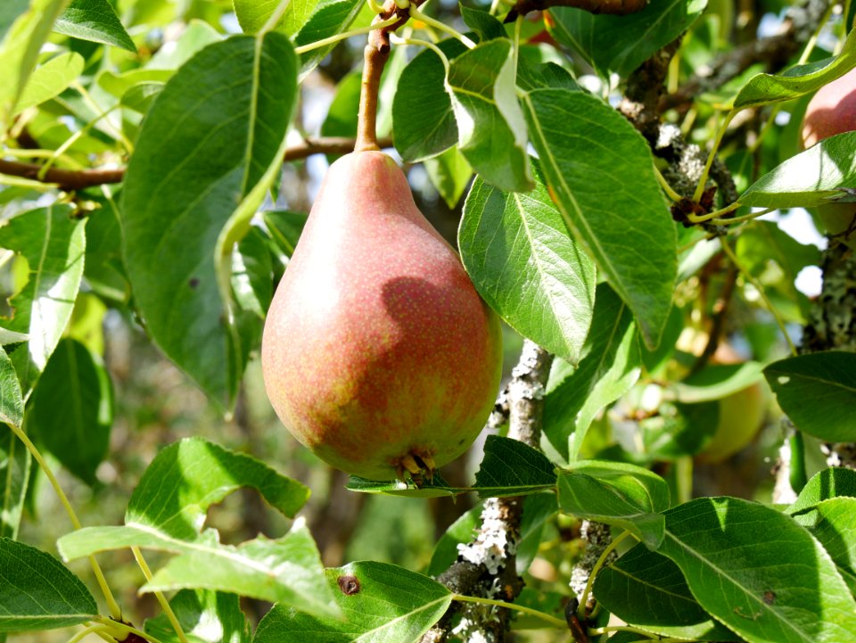 Clapps Liebling Birne Freilichtmuseum Roscheider Hof Frucht H16