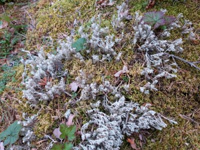 Cladonia rangiferina 107994709