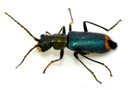 Clanoptilus-elegans-02-fws