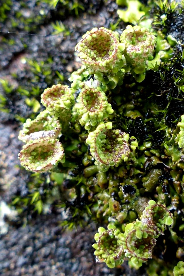 Cladonia pyxidata 52140703