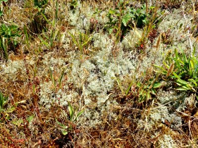 Cladonia portentosa 40923852