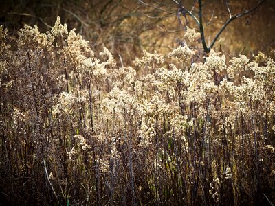 Plant reed atmosphere photo