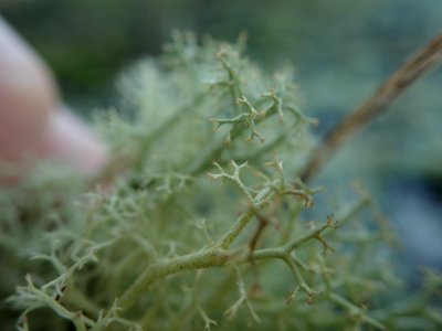 Cladonia portentosa 113847161