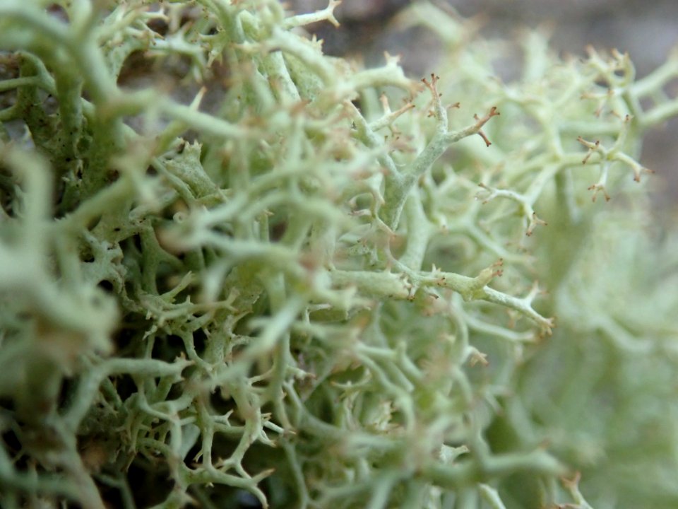 Cladonia portentosa 63933817