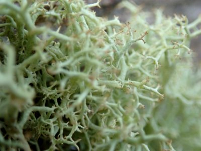 Cladonia portentosa 63933817