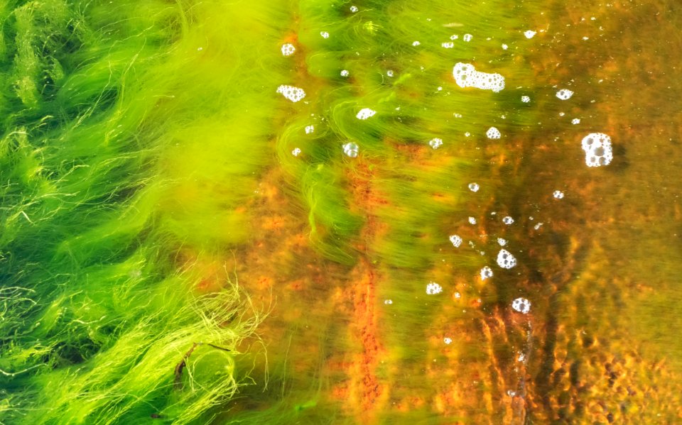 Cladophora glomerata in a wave at Govik 1