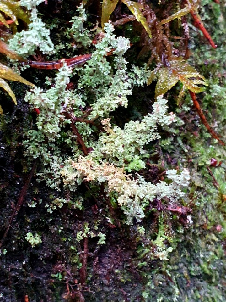 Cladonia squamosa 107493638