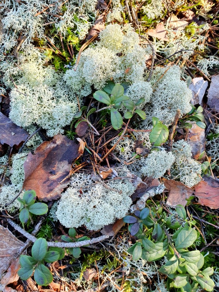 Cladonia stellaris 114158236