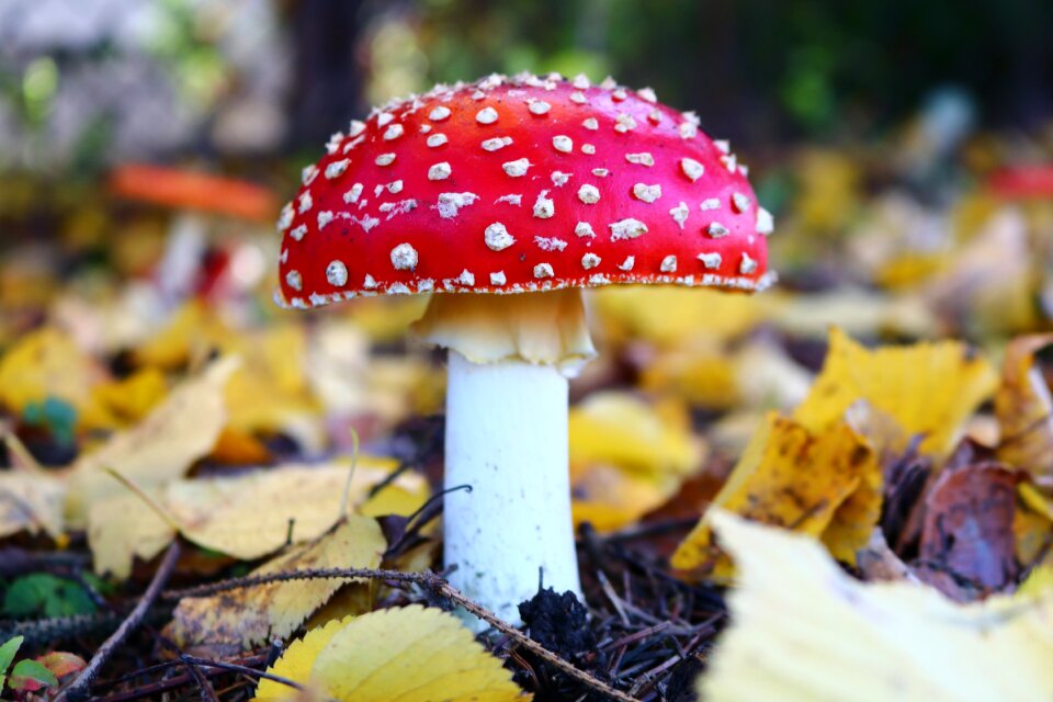Mushroom forest poisonous mushrooms