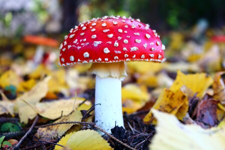 Mushroom forest poisonous mushrooms photo