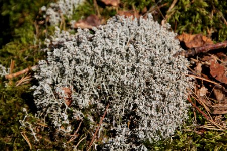 Cladonia rangiferina 115193077