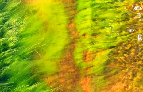 Cladophora glomerata in a wave at Govik 2 photo