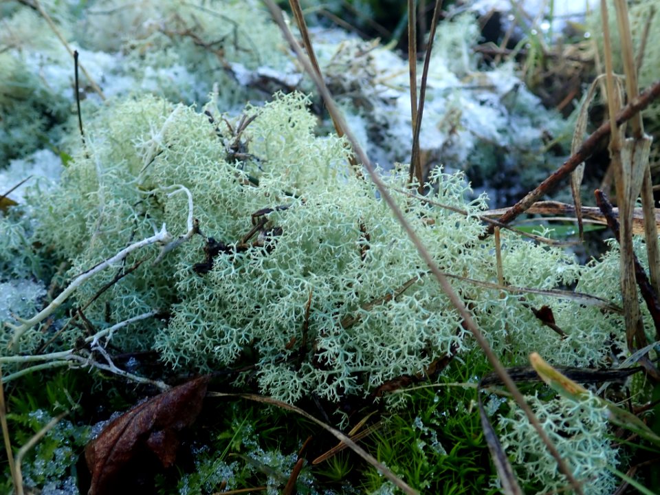 Cladonia portentosa 113847145