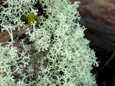 Cladonia portentosa 63933835