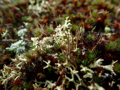 Cladonia uncialis 60785473