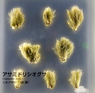 Cladophora sakaii - National Museum of Nature and Science, Tokyo - DSC07625