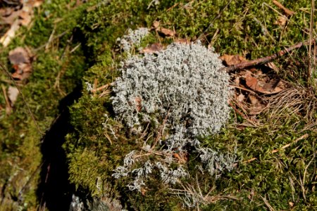 Cladonia rangiferina 115193088