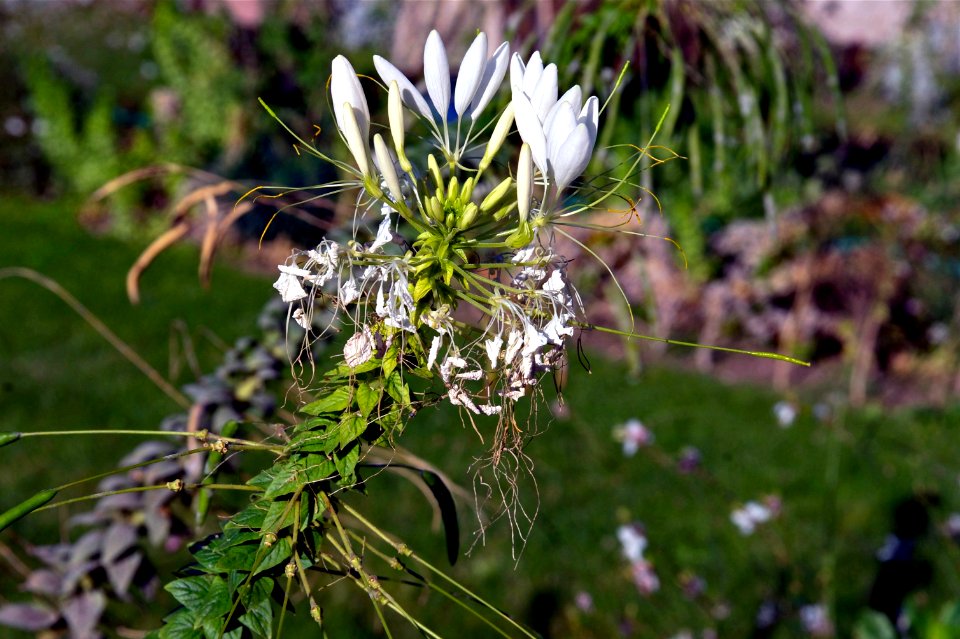 Cleome, Jardin des Plantes, Paris