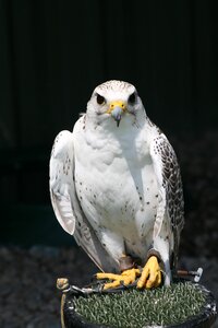 Falconer hunter wildlife