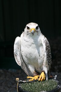 Falconer hunter wildlife photo