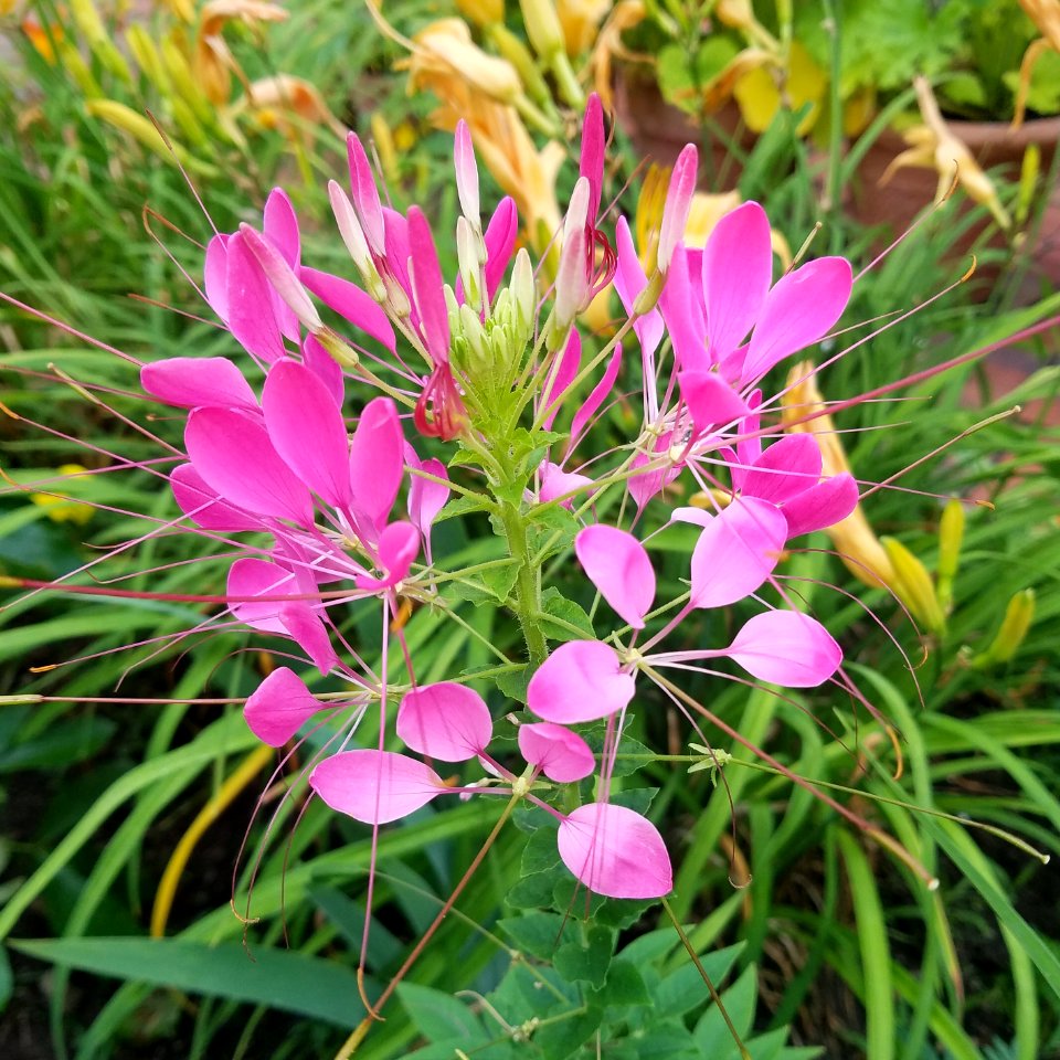 Cleome - Arlington, MA