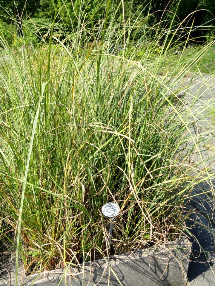 Cladium mariscus - Botanischer Garten, Frankfurt am Main - DSC03230