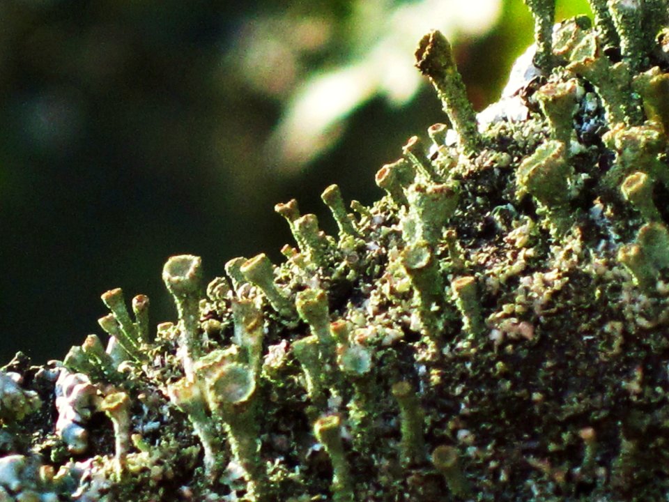 Cladonia fimbriata (cup lichen sp.), Veluwe, the Netherlands