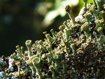 Cladonia fimbriata (cup lichen sp.), Veluwe, the Netherlands
