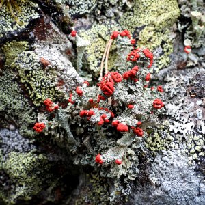 Cladonia diversa 132191078