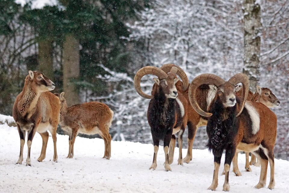Mammal european mouflon horns