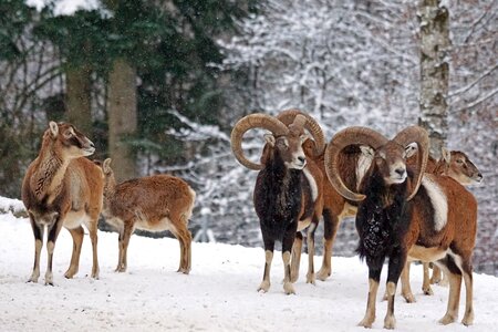 Mammal european mouflon horns