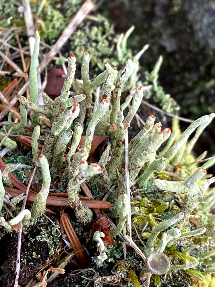 Cladonia macilenta 81210890