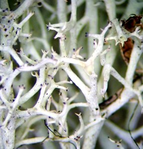 Cladonia confusa 111323239