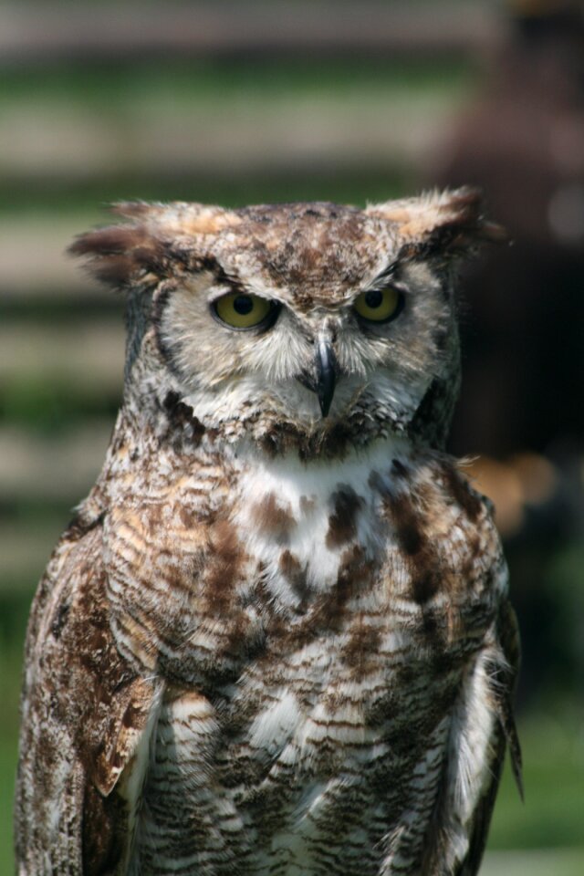 Bird beak predator