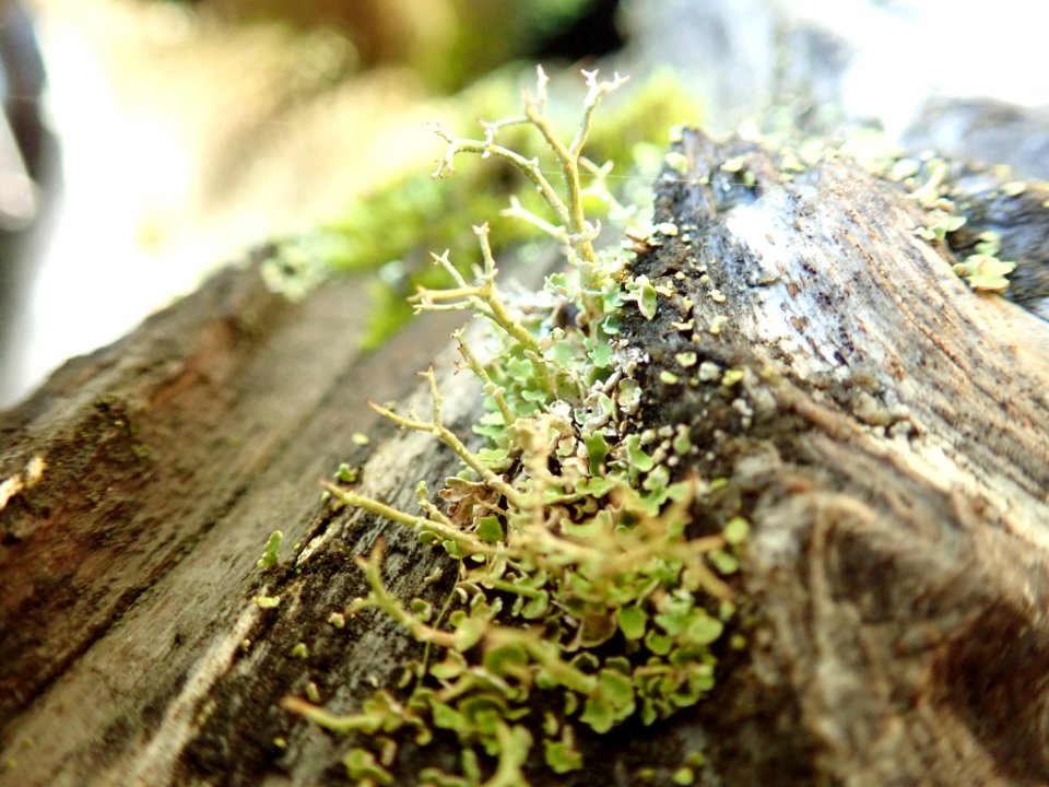 Cladonia furcata 105945696