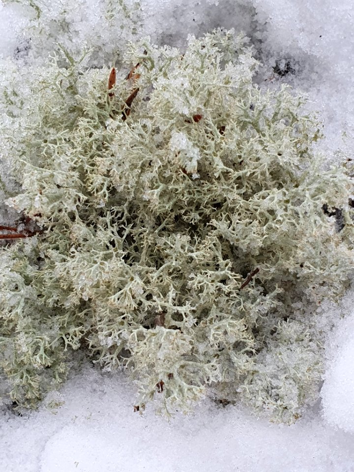 Cladonia arbuscula 110388432