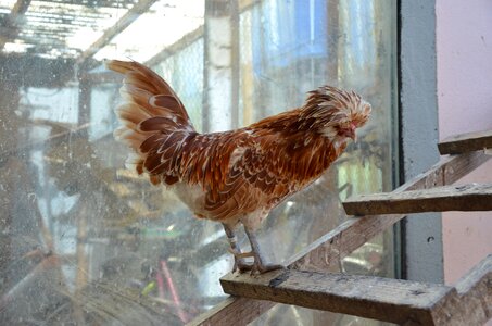 Head poultry hen photo