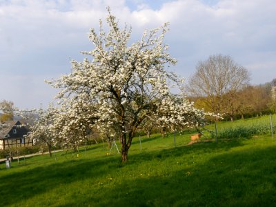 Clapps Liebling Birne Freilichtmuseum Roscheider Hof Ganzer Baum H10