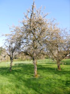 Clapps Liebling Birne Freilichtmuseum Roscheider Hof Ganzer Baum H8