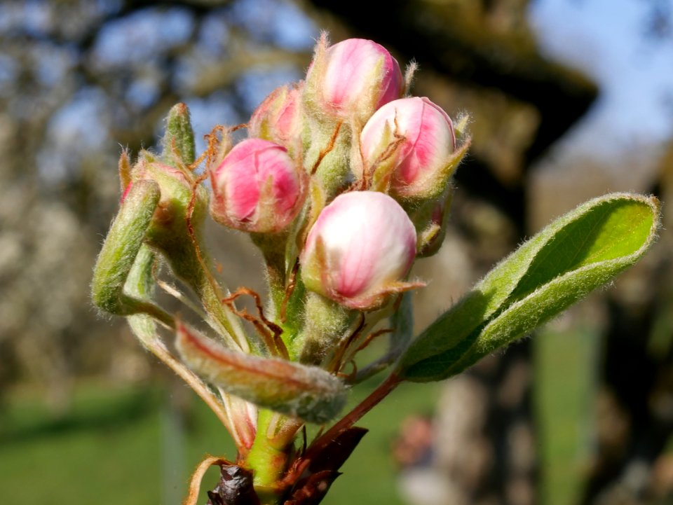 Clapps Liebling Birne Freilichtmuseum Roscheider Hof Knospe H18