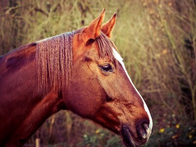 Ride pasture pferdeportrait