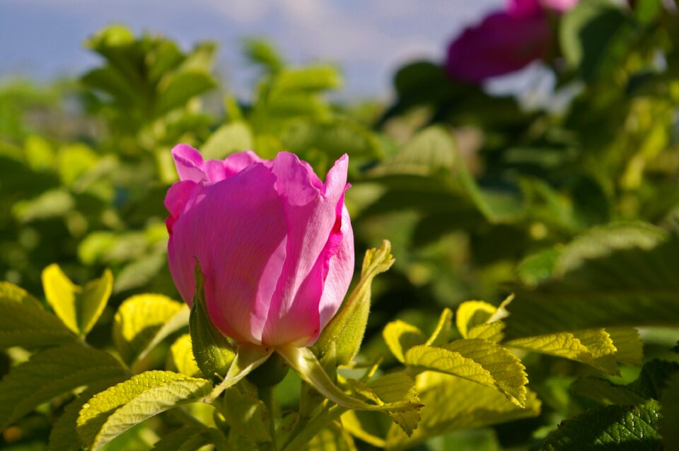 Rose hip garden bush