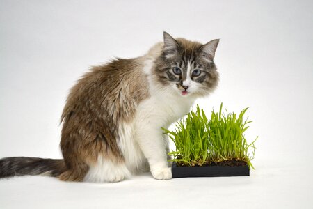 Cat animal grass photo
