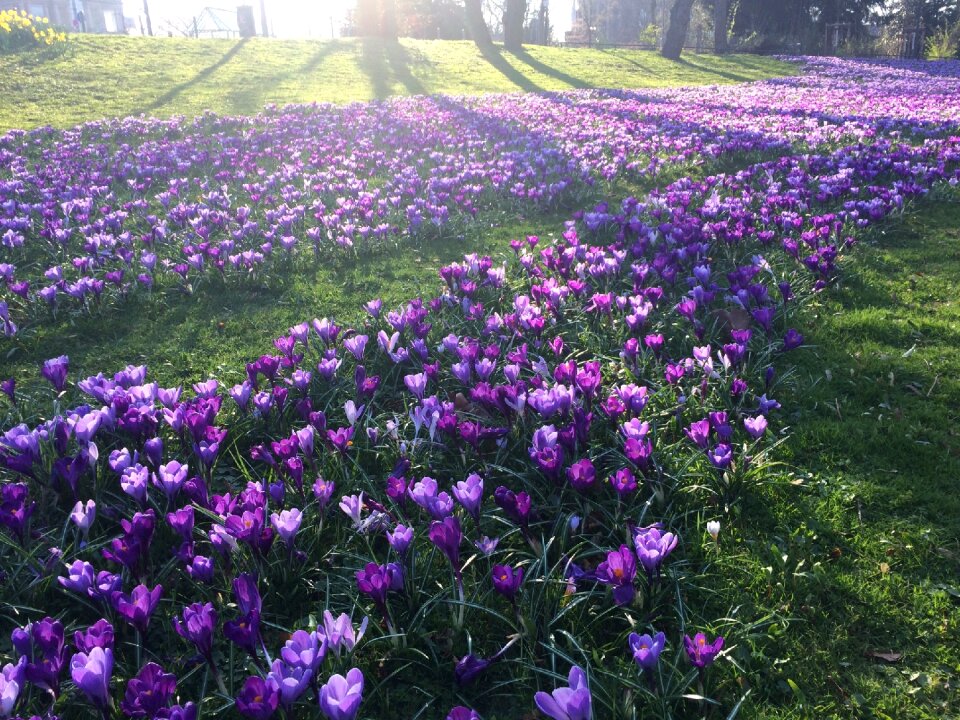 Park spring awakening flower